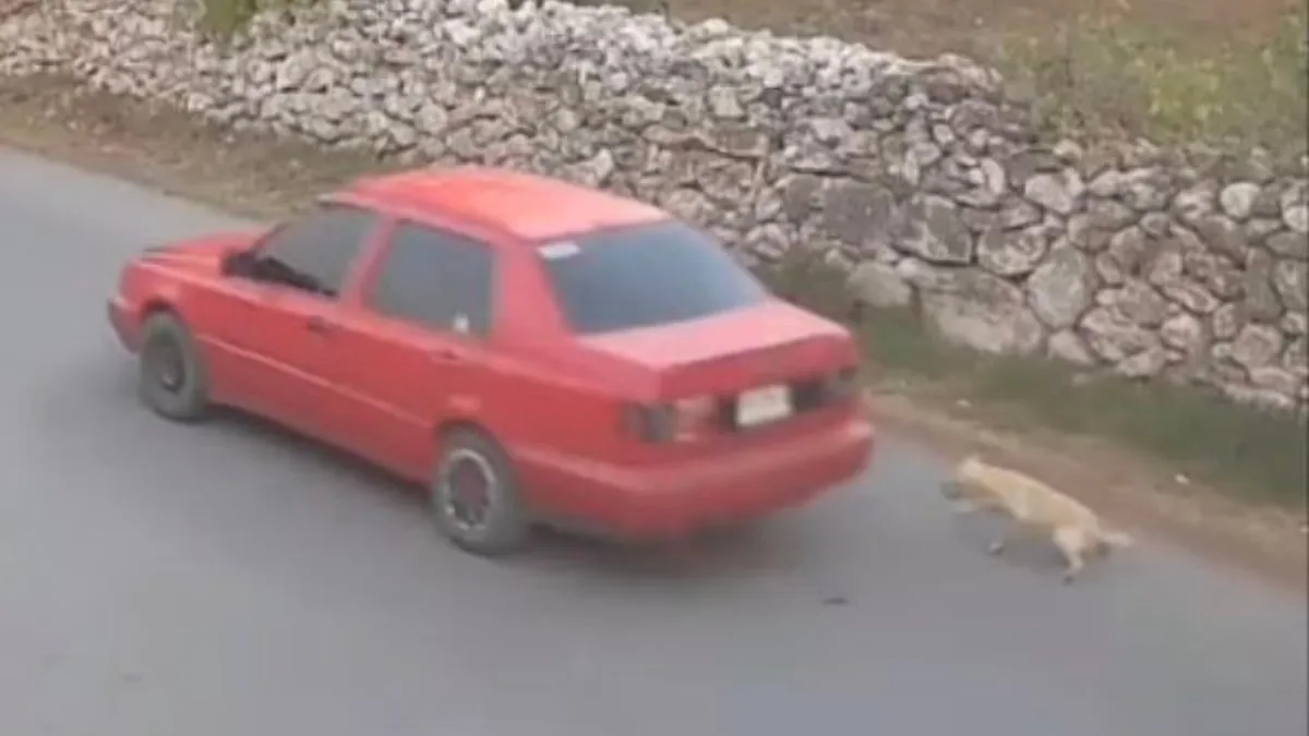Maltrato animal en Hidalgo: perrito arrastrado por auto desata indignación