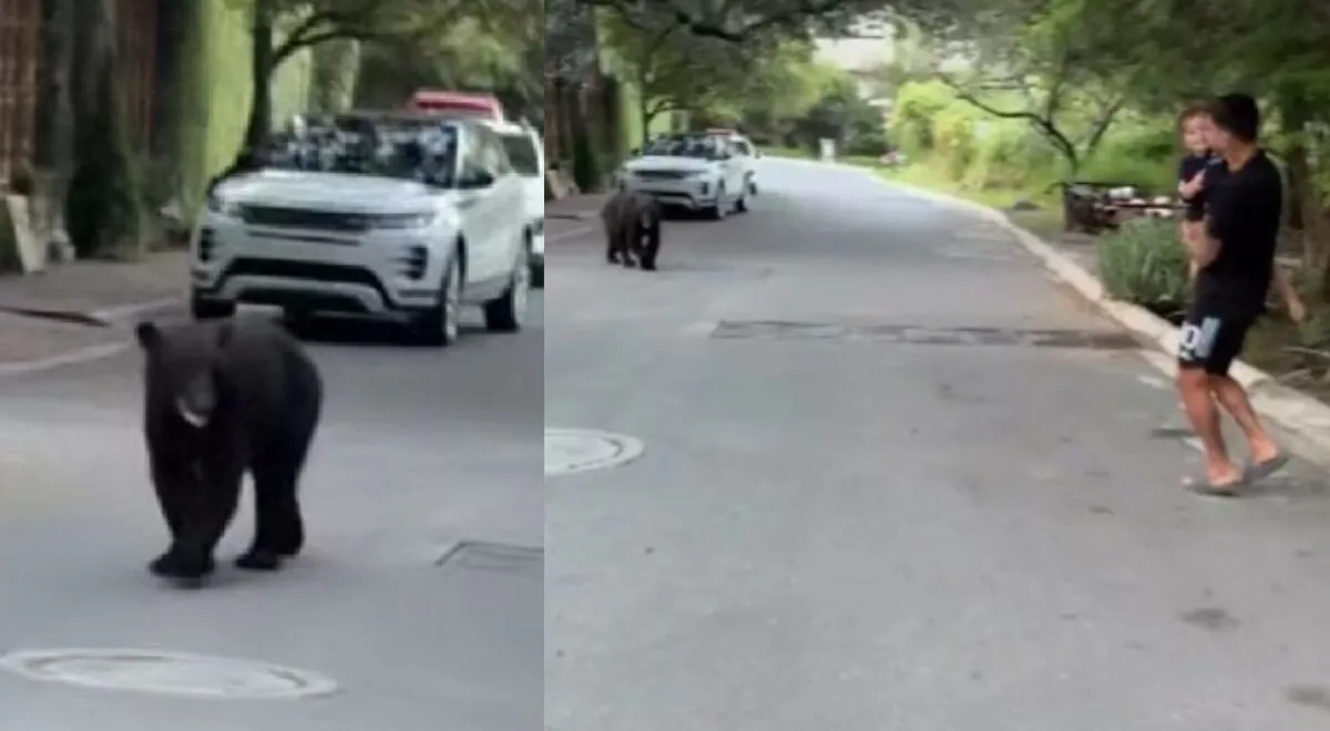Ángel Correa de Tigres se topa con un oso en Monterrey