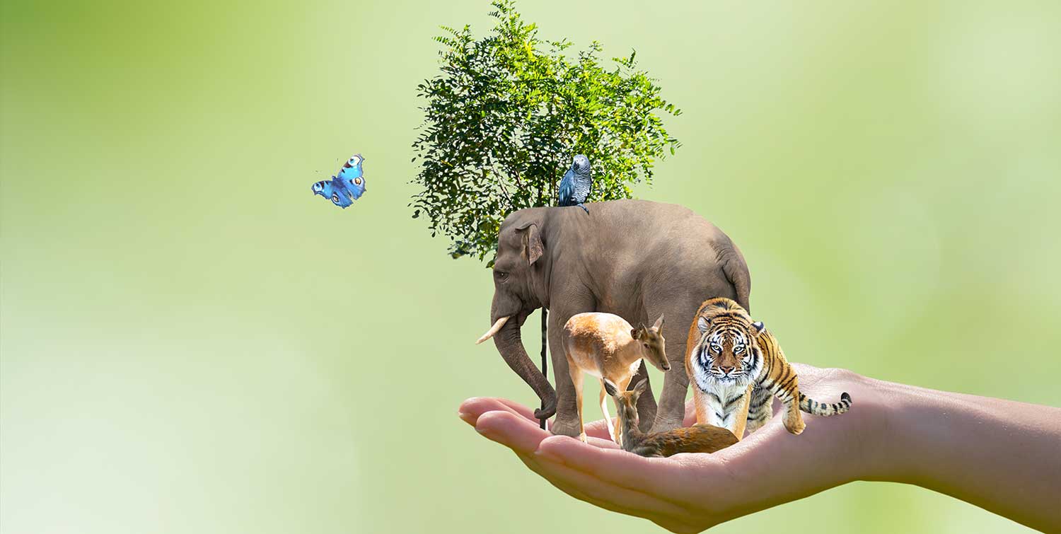 Cómo proteger a los animales en peligro de extinción: acciones urgentes