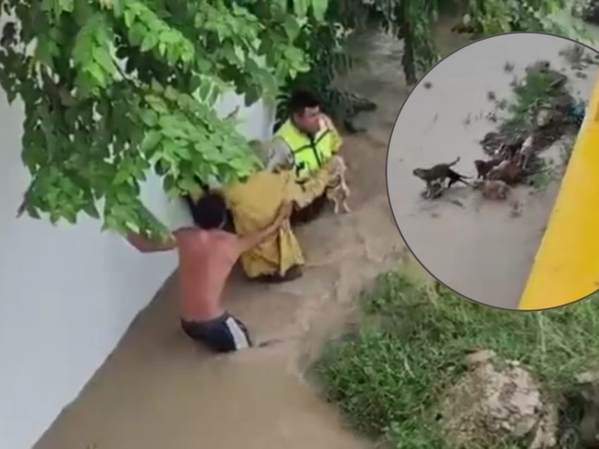 Rescate conmovedor: Abuelito y sus 13 perros salvados en Álamo