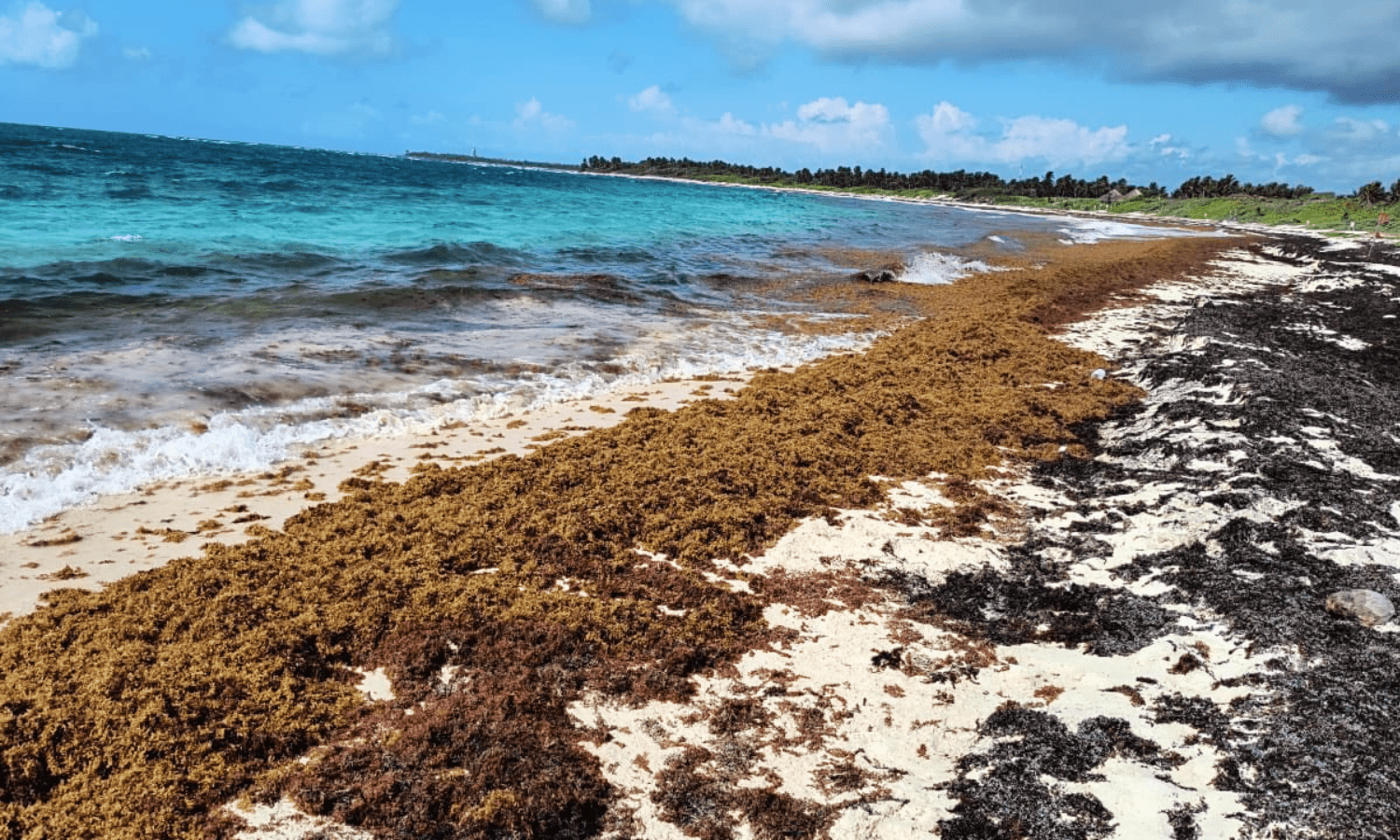 Sargazo 2025: 31 millones de toneladas amenazan el Caribe y Florida
