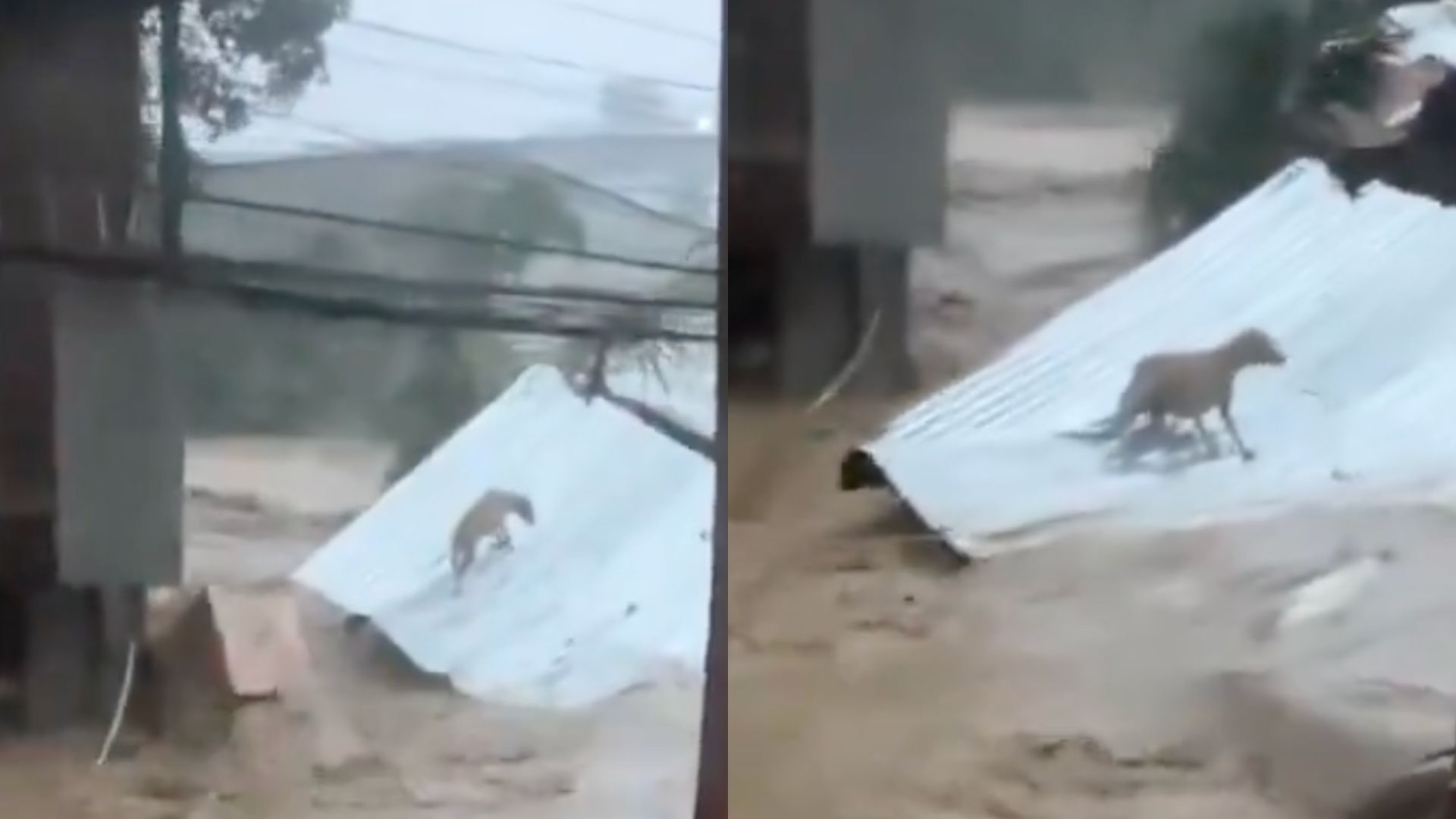Tifón Kalmaegi: La desesperación del perrito arrastrado en Filipinas