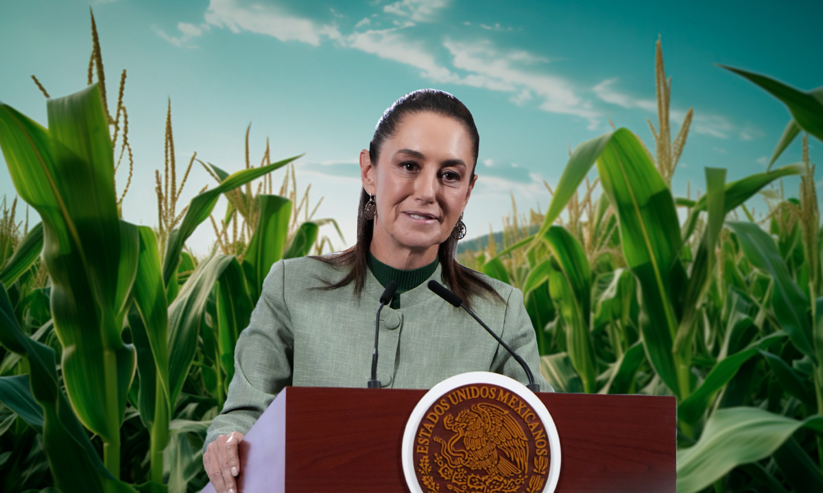 Sheinbaum acusa a líderes políticos detrás del conflicto del precio del maíz