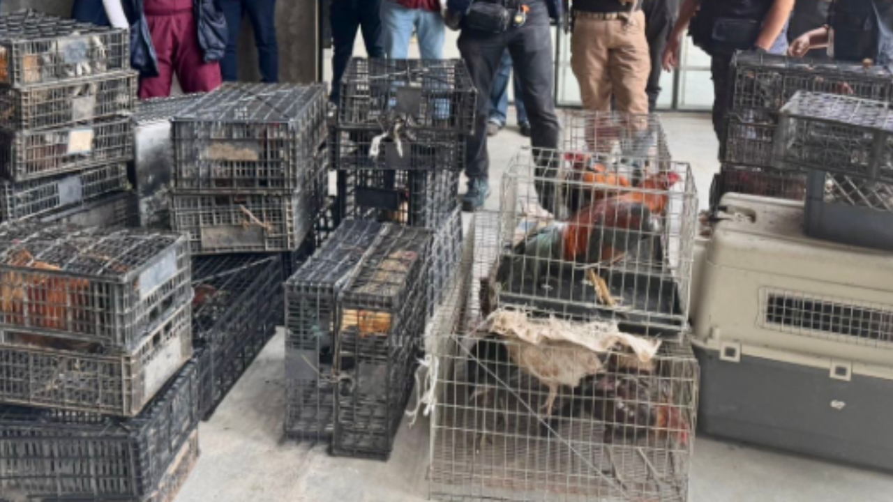 Rescatan a 63 gatitos de condiciones severas en la Álvaro Obregón