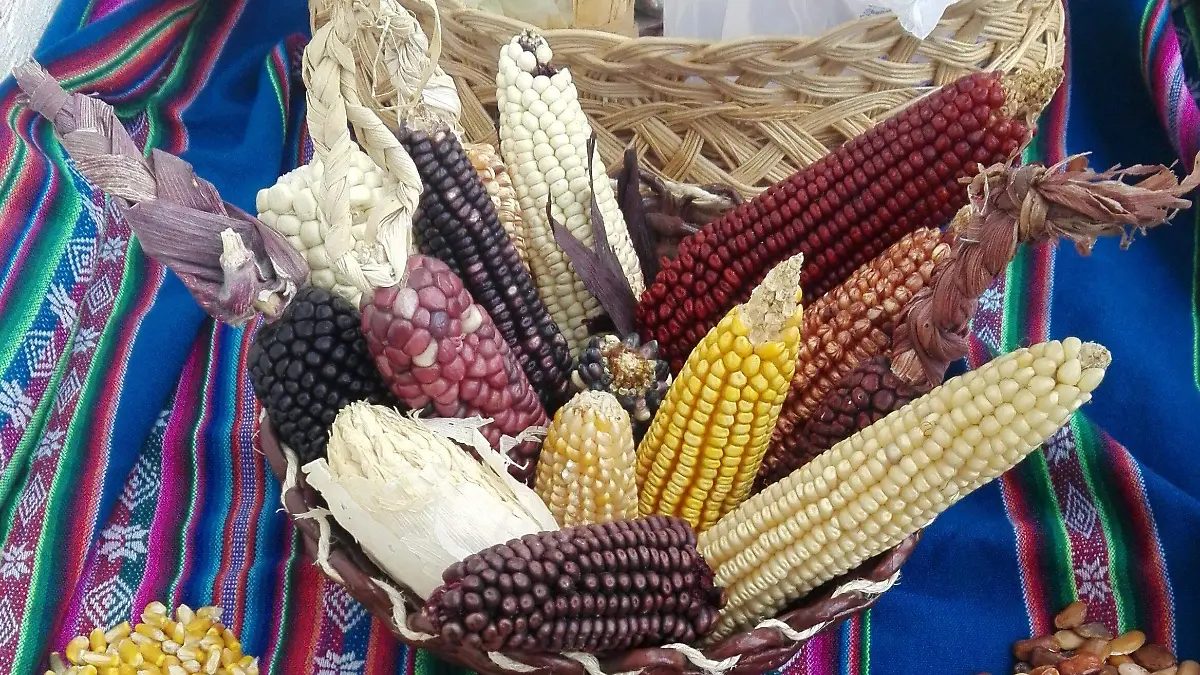 Gobierno impulsará programa para el cultivo de maíz criollo en México