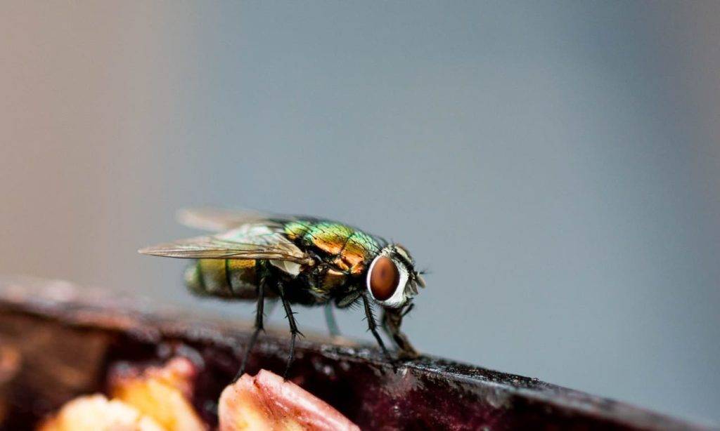 Plaga de moscas “bichos del amor” invade Seúl