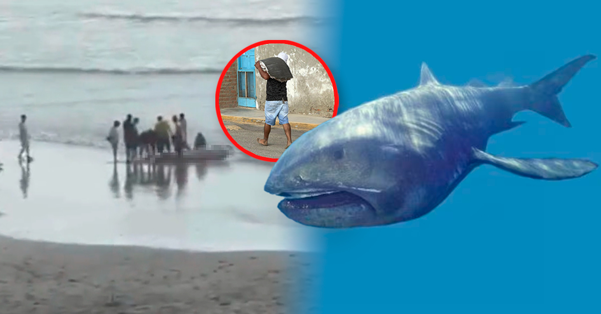 Tiburón megaboca hallado vivo en Perú fue fileteado antes del estudio científico