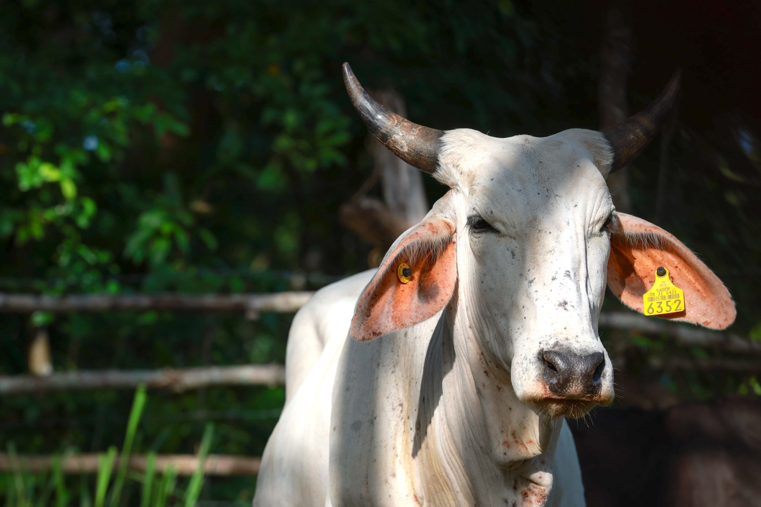 Yucatán: Seder y Senasica intensifican vigilancia por gusano barrenador