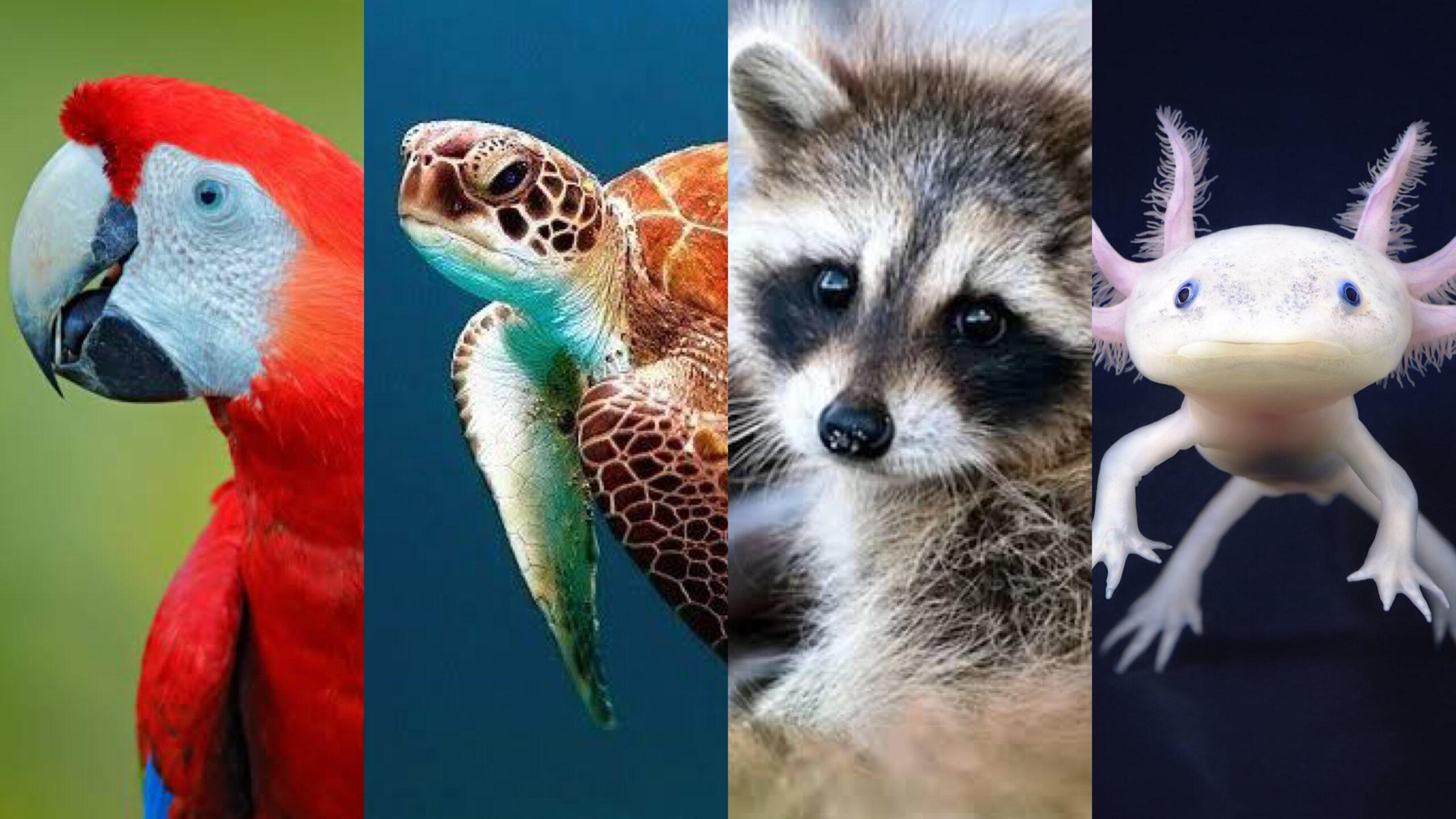 Qué hacer para salvar especies en peligro: 7 acciones clave que sí funcionan