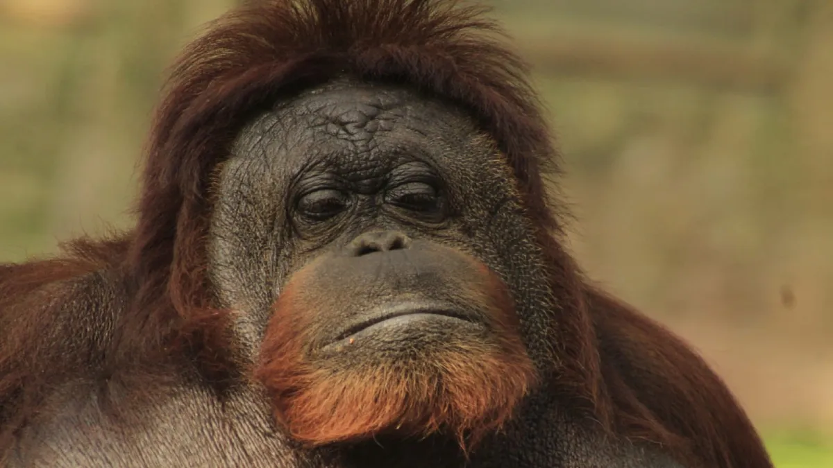 El legado de Katy: la orangután del Zoológico de León que desafió el tiempo