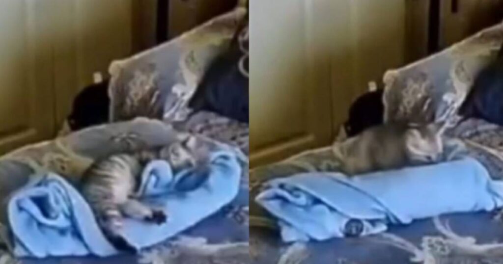 Gato sorprende doblando cobija para dormir con un niño