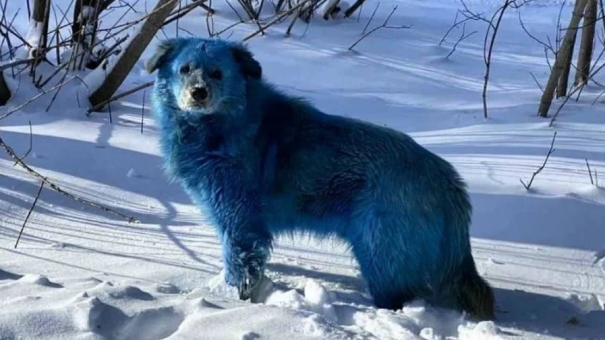 Perros azules Chernóbil: La extraña mutación química que tiñe a los animales