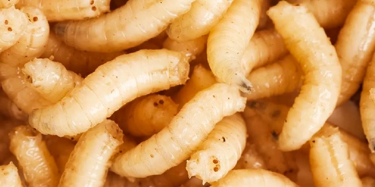Gusano Barrenador: bajo control en Yucatán pero sigue la alerta