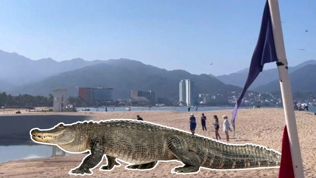 Turista evade ataque de cocodrilo en Puerto Vallarta al ignorar alertas