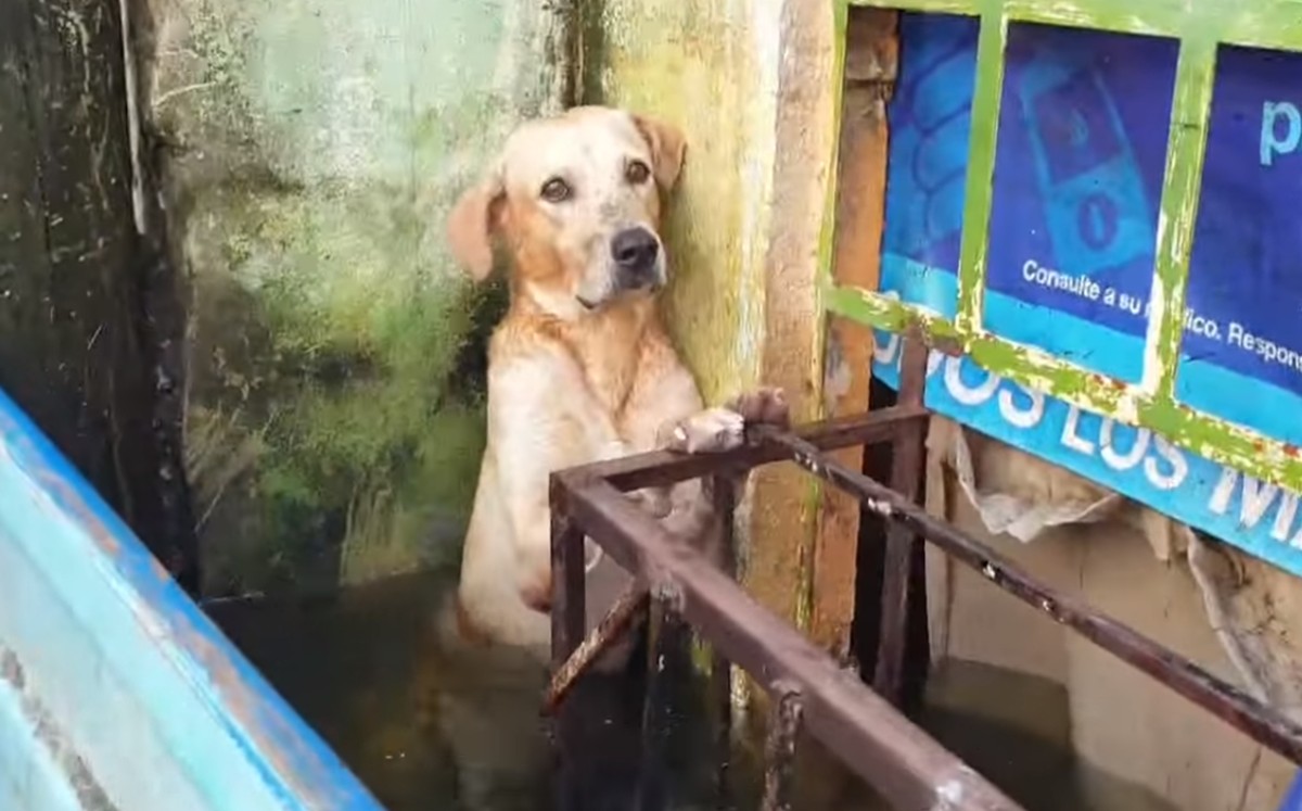 Indignación en Guatemala: Rescatan perros lanzados a río en Retalhuleu