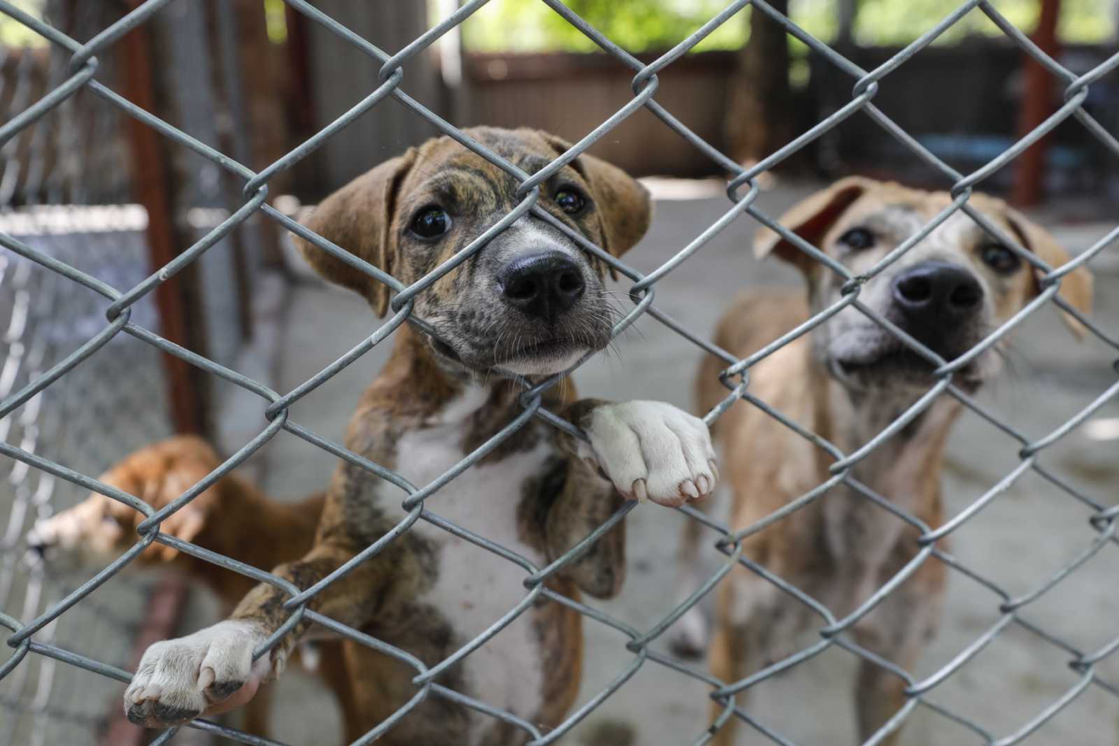 Maltrato animal en Cancún: más de 600 denuncias en 2025