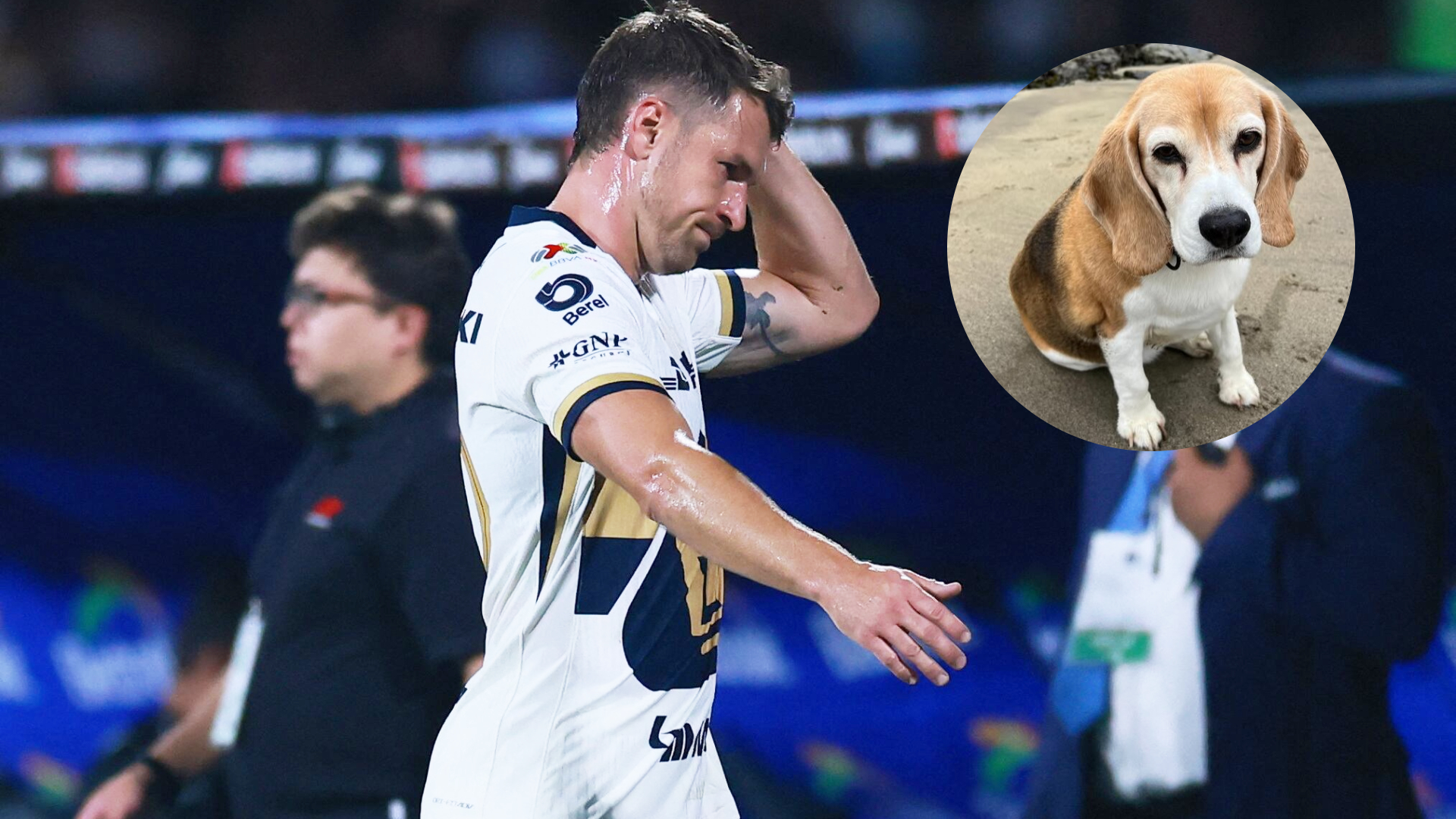 ¡Devuelvan a Halo! Aarón Ramsey suplica por su perrita perdida