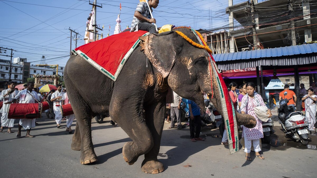 Elefante causa pánico en Devinuwara Perahera y reaviva debate sobre bienestar animal