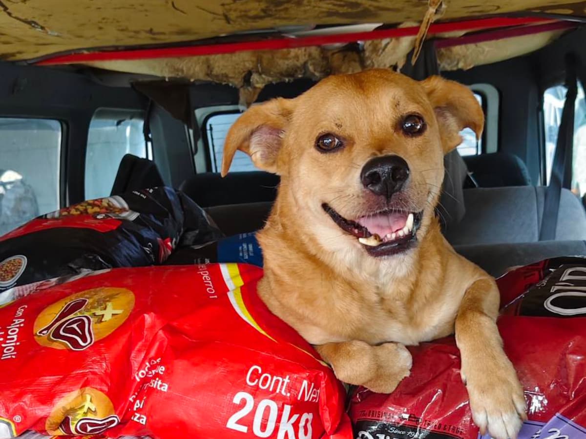 Muere “El Chicles”: Luto en Tijuana por el perrito maratonista