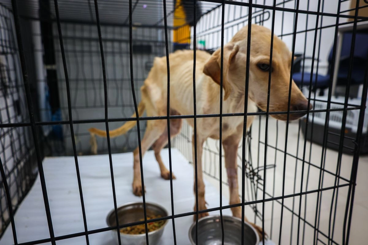 Lanzó seis cachorros a 105 km/h: Las graves acusaciones de crueldad animal