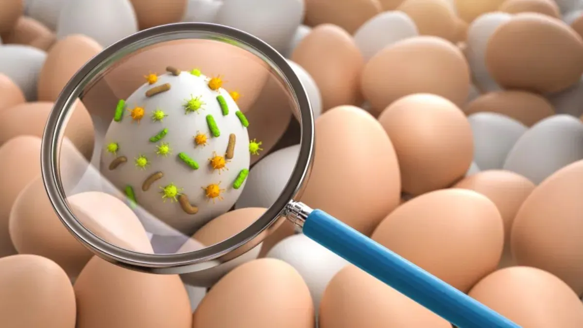 Alerta por brote de salmonela en Estados Unidos: huevos contaminados causan hospitalizaciones