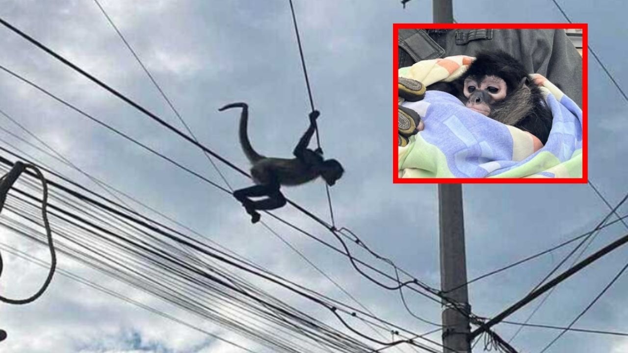 Rescatan a mono capuchino en Chicoloapan, Estado de México