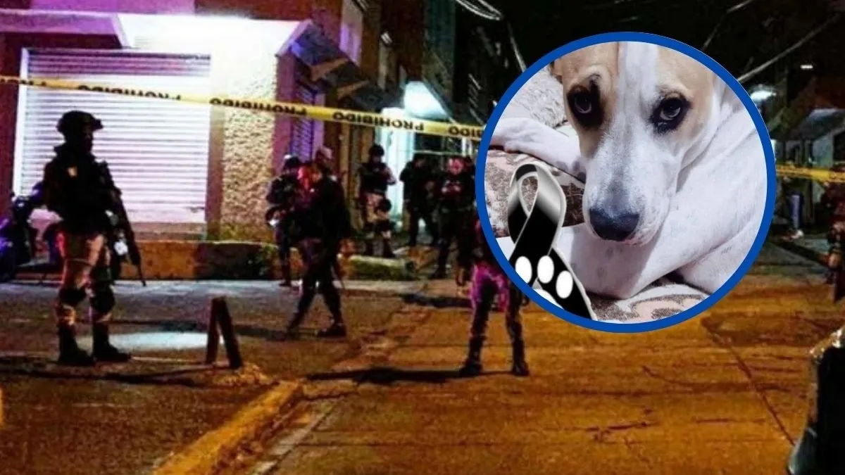 Crueldad animal en Michoacán: perrito asesinado a tiros indigna a Uruapan