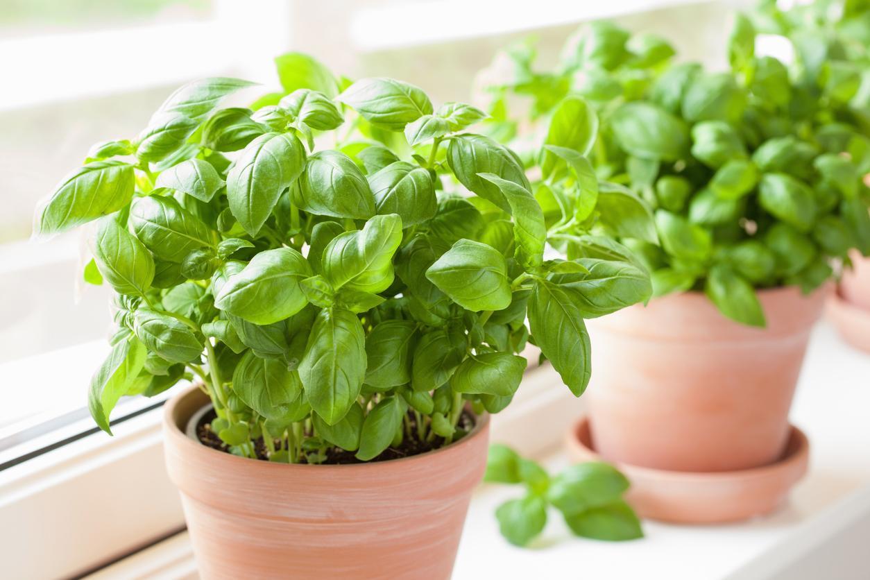 Beneficios de la albahaca para la salud: el superalimento que no estás usando