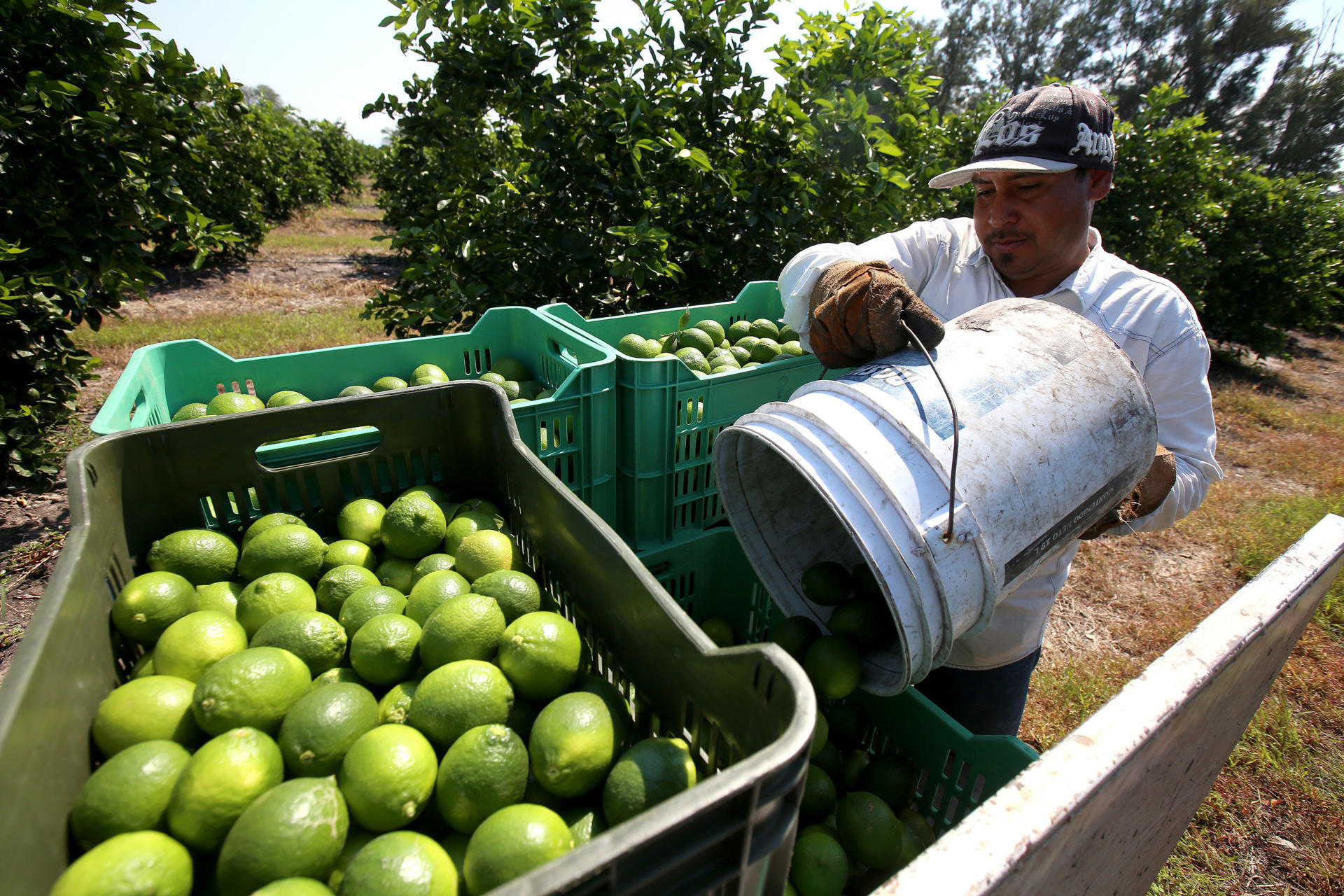 La estrategia federal contra la extorsión que azota a limoneros de Michoacán