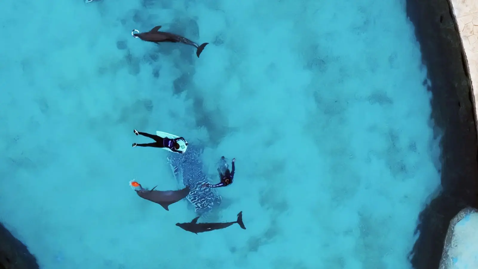 Profepa evalúa la reubicación de nueve delfines en Cancún