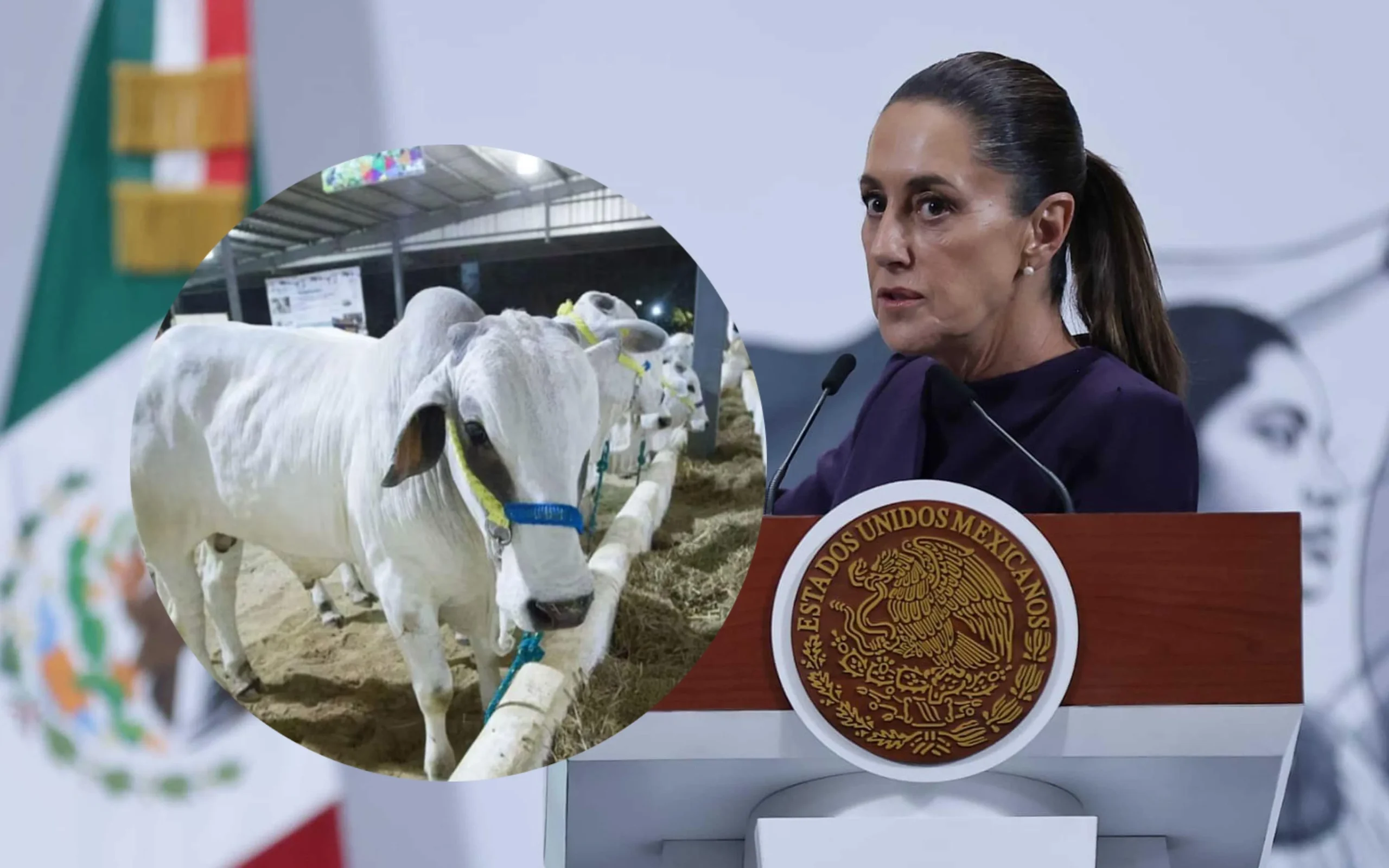 Claudia Sheinbaum pide a EE.UU. no discrecionalidad en frontera ganadera