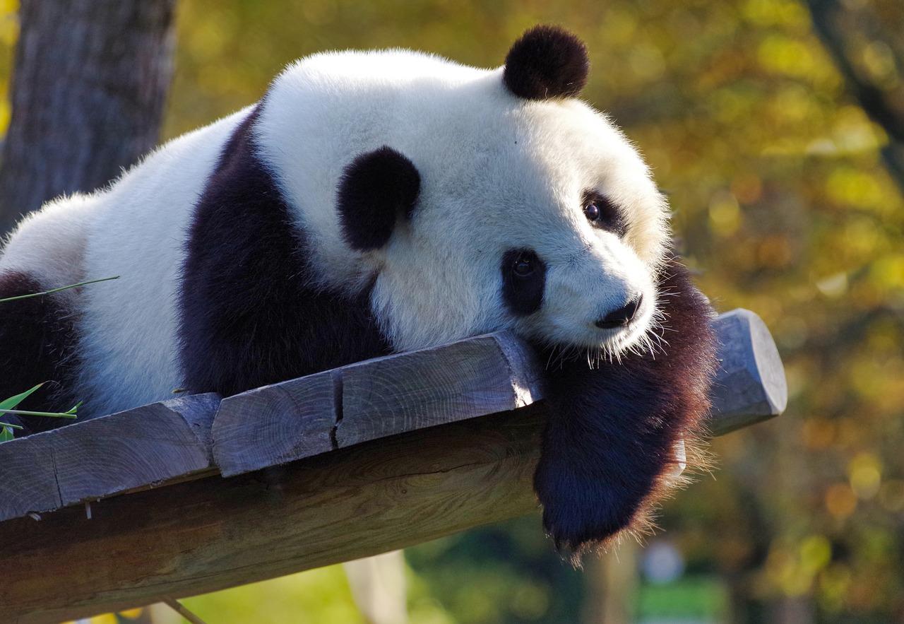 Acciones para cuidar animales en extinción: 7 formas reales de ayudar hoy