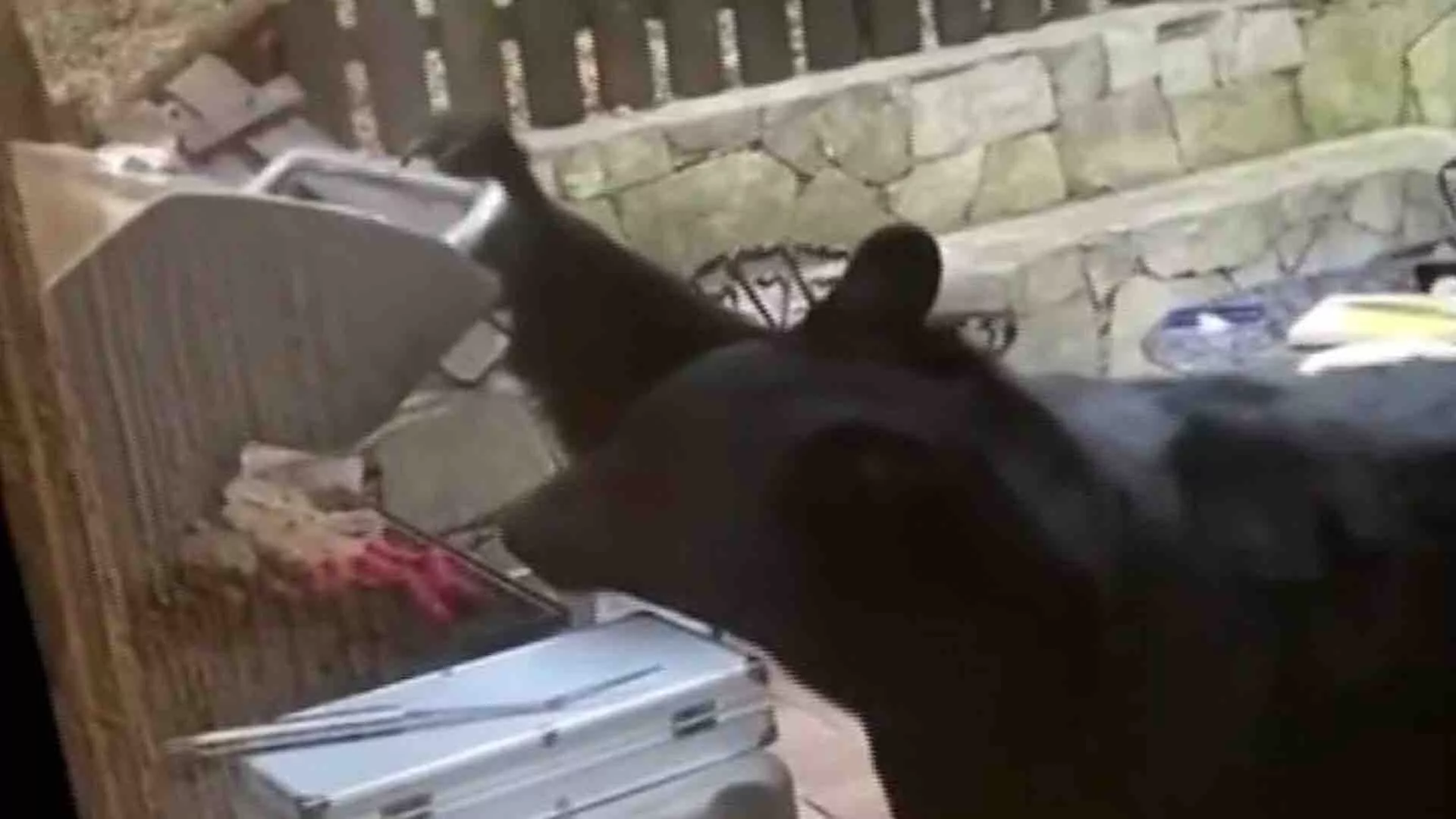 Insólito: Osos interrumpen carnita asada en Nuevo León
