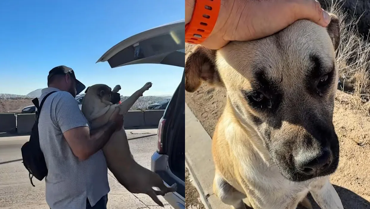 Patrulla Espiritual rescata a perrito abandonado en la carretera
