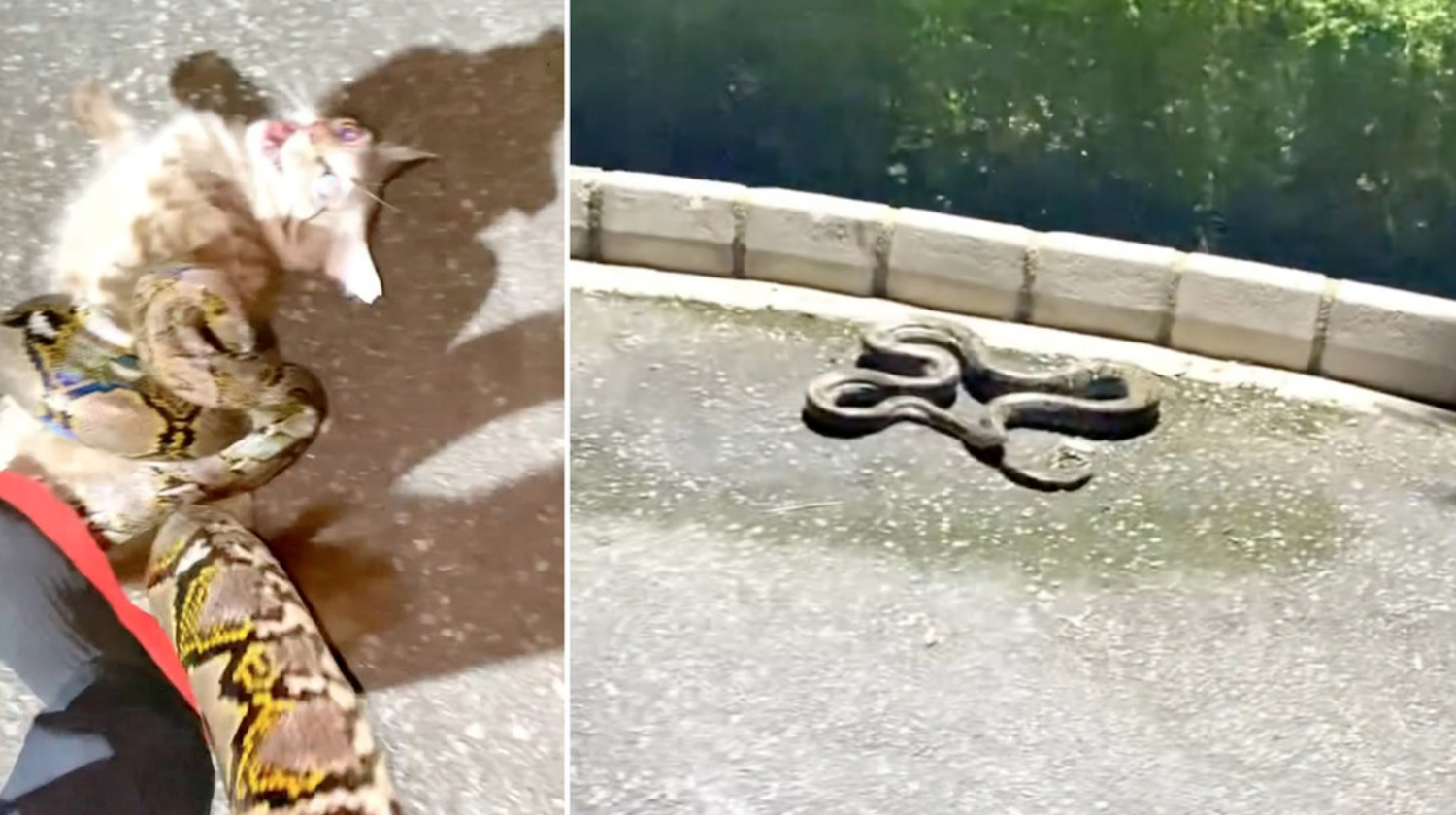 Hombre enfrenta a pitón gigante en Singapur para salvar a un gatito