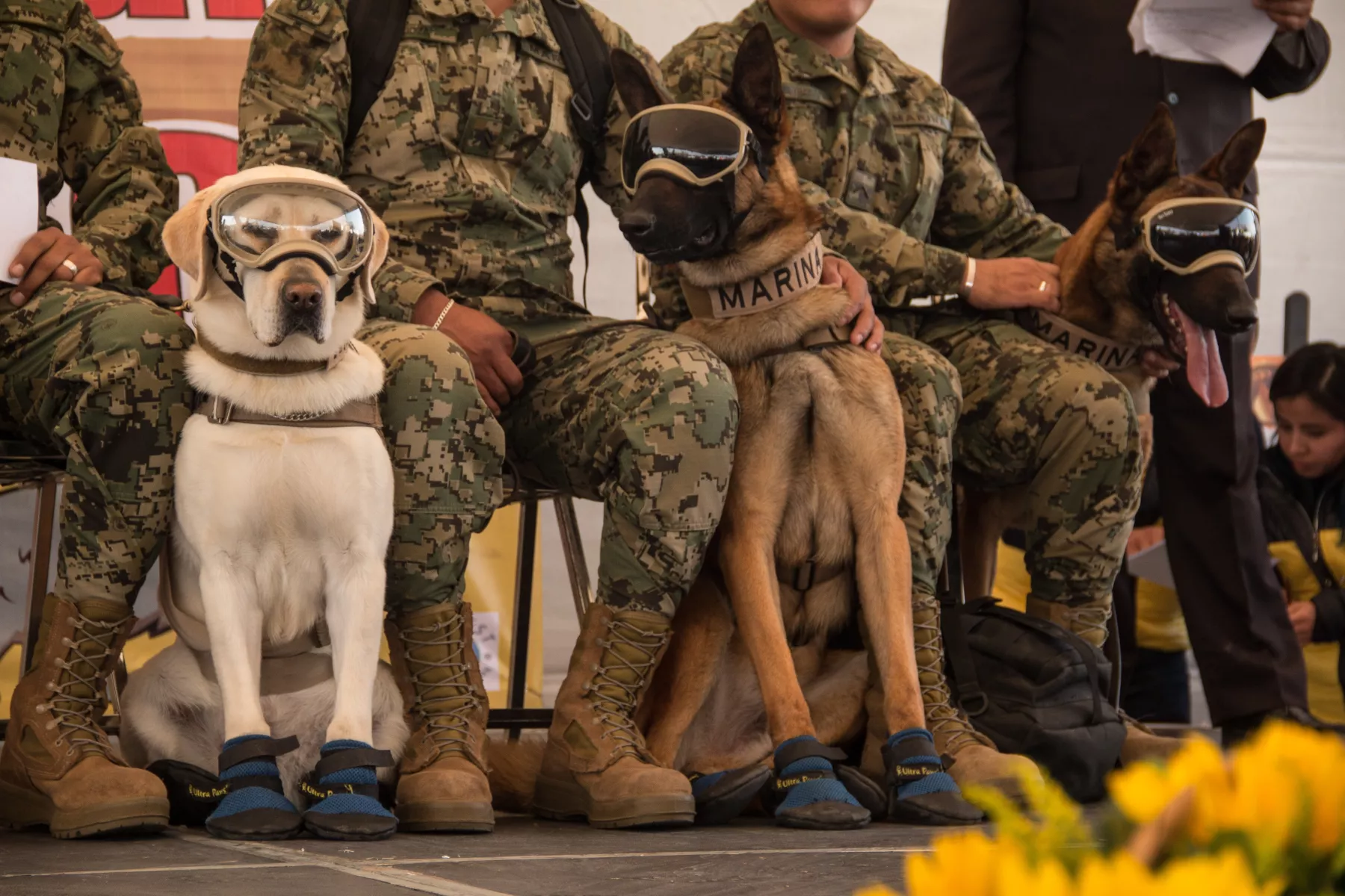 Frida, Ecko y Júpiter: El inspirador legado de los perros rescatistas de Semar