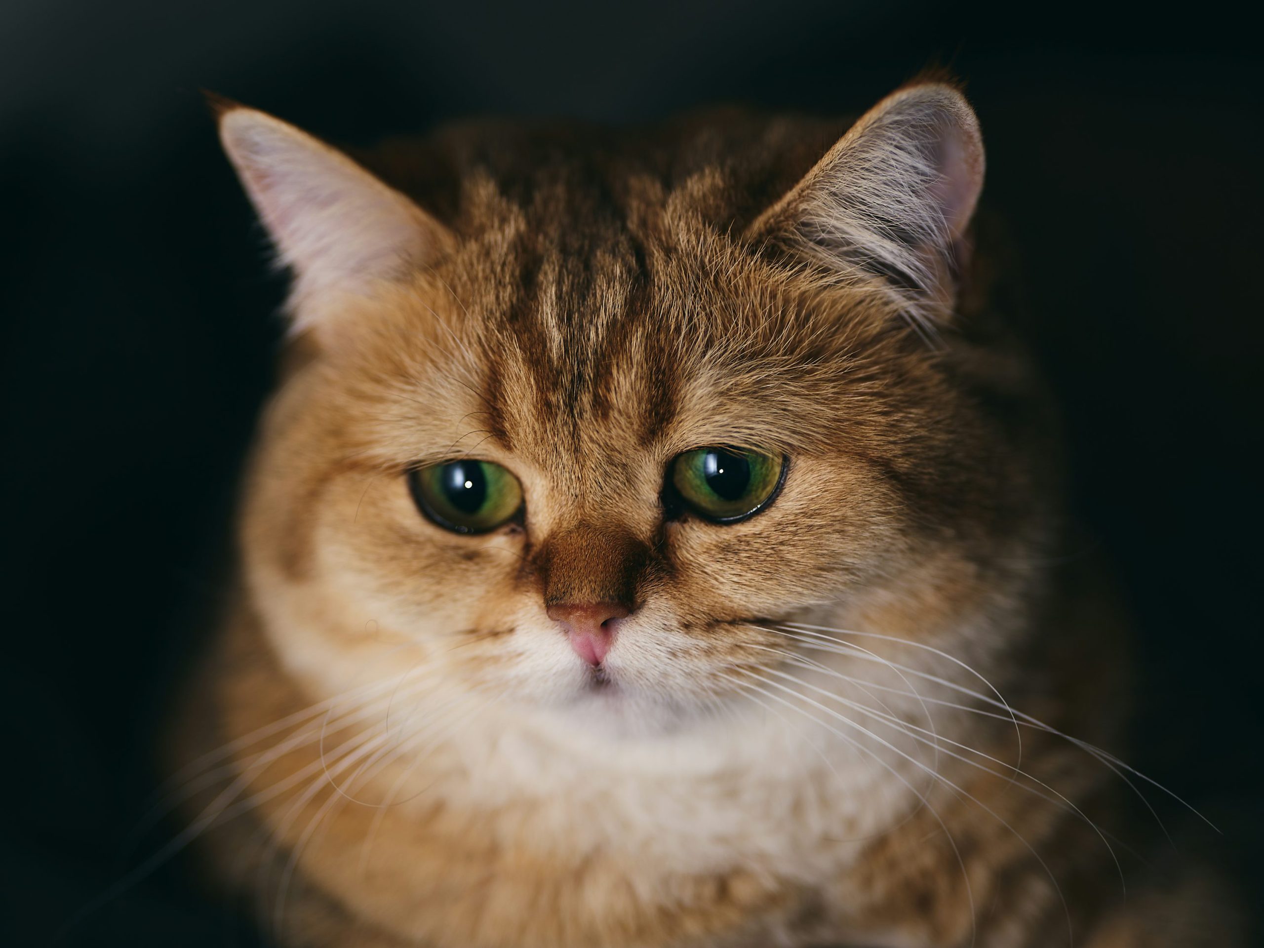 Viral en Tiktok: El conmovedor duelo de una familia de gatitos