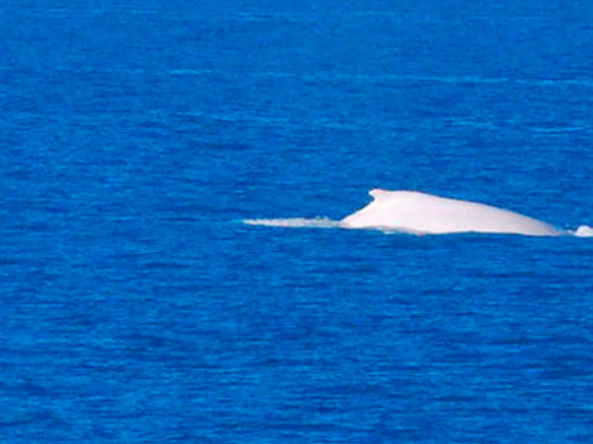 La ballena jorobada albina captada en Australia: ¿un milagro de 1 en 40,000?
