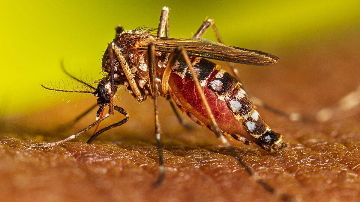 ¿Qué está pasando con el Dengue en Yucatán?