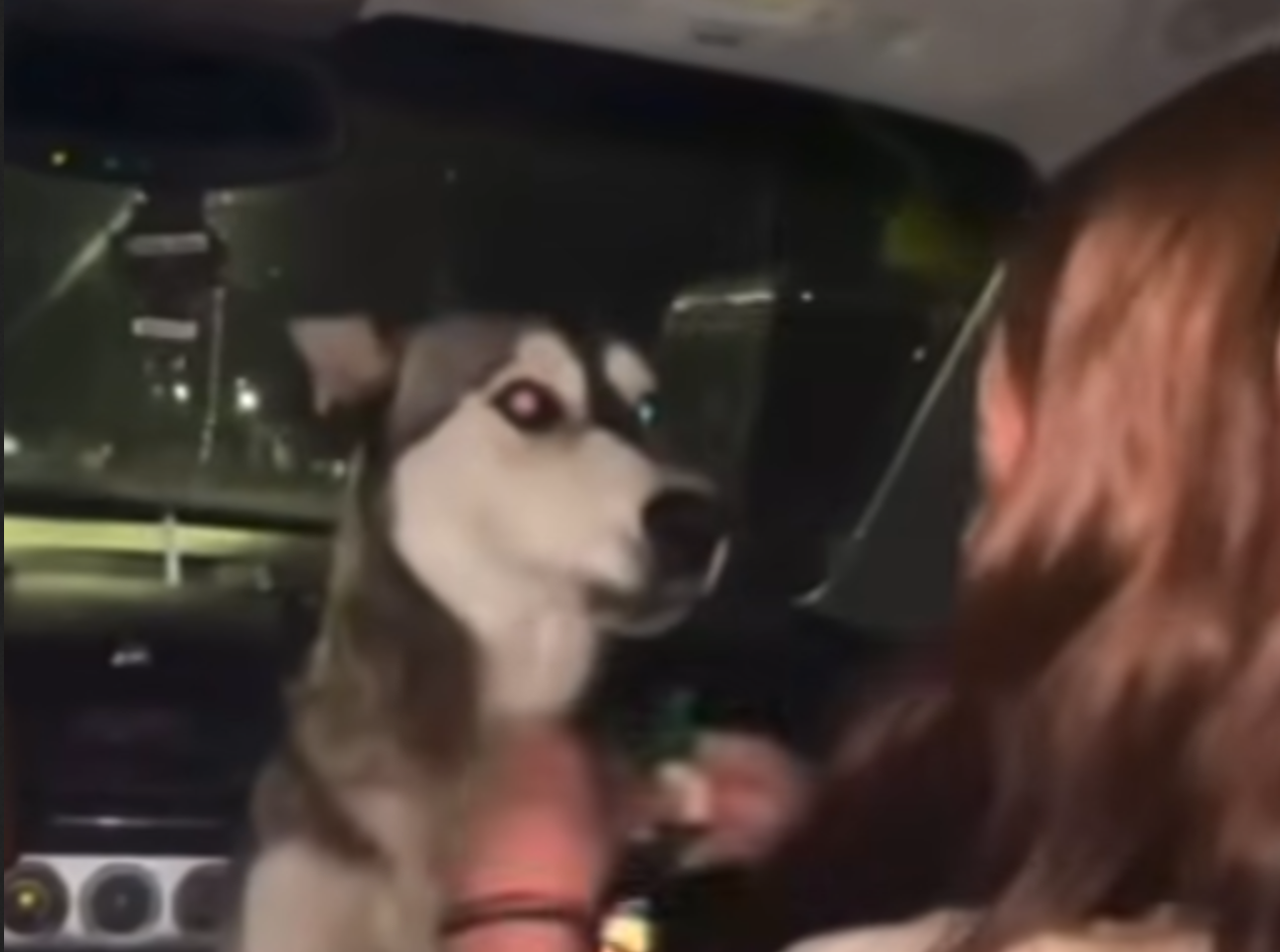 Jóvenes emborrachan y abandonan a perrita en Chihuahua; indignación en redes