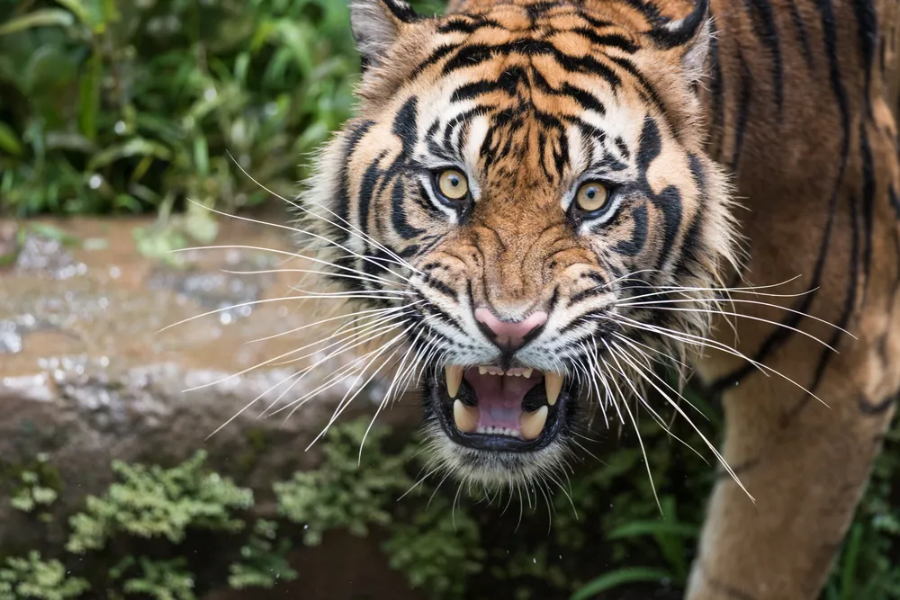 ¡Selfie fatal! Turista atacado por tigre al intentar la foto en Tailandia