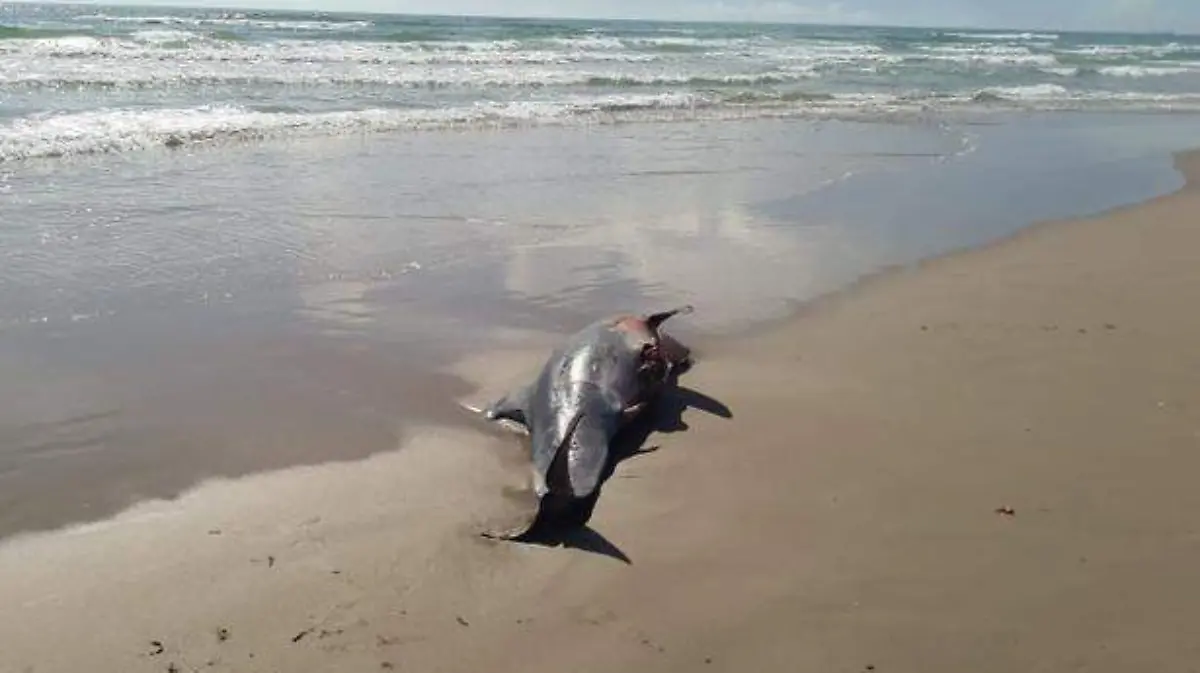 Asesinan delfines en Tamaulipas: Alarma por carnada para tiburones