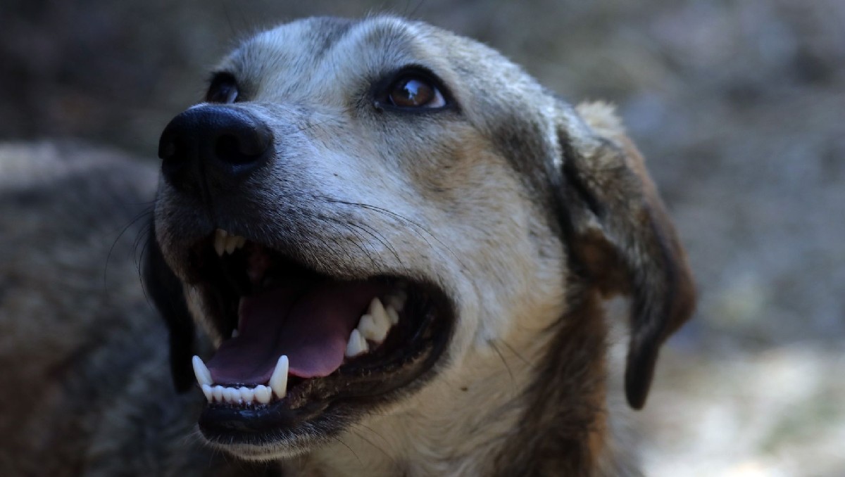 Indignación en Villa García: exigen justicia por el envenenamiento masivo de perros