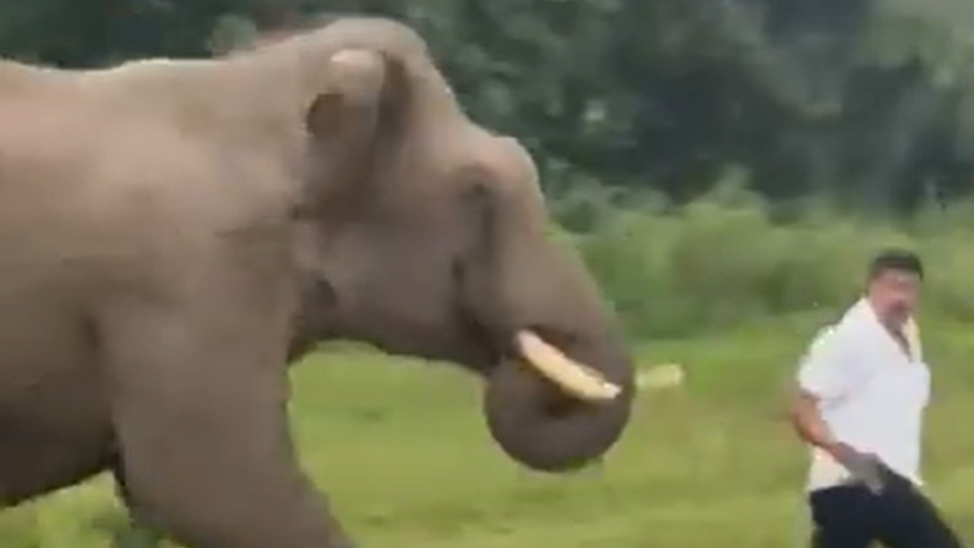 Video viral: Turista pisado por un elefante en reserva de Bandipur