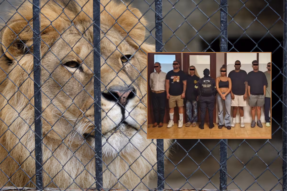 Hallan rancho de secuestro en Estado de México; rescatan leones