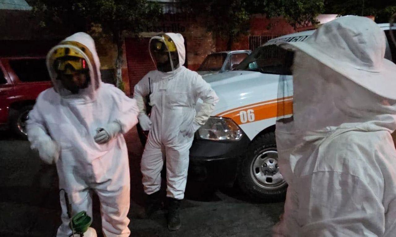 Ataque de abejas en Colima deja 7 heridos y pone en alerta a la ciudad