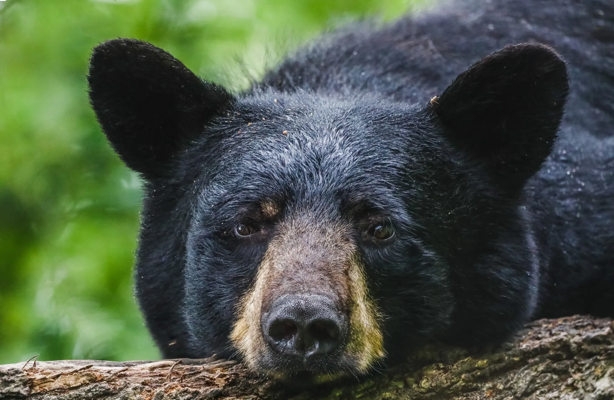 Scout, un pomerania valiente, ahuyenta a un oso en su casa de Canadá