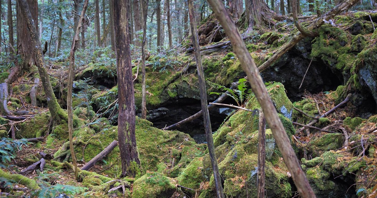 Bosque Aokigahara: Exploradores urbanos graban posible fantasma en el “mar de árboles azules”