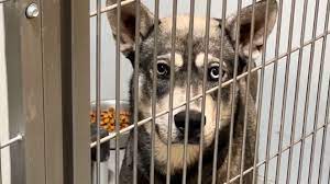 El dolor oculto de las redadas migratorias: mascotas abandonadas