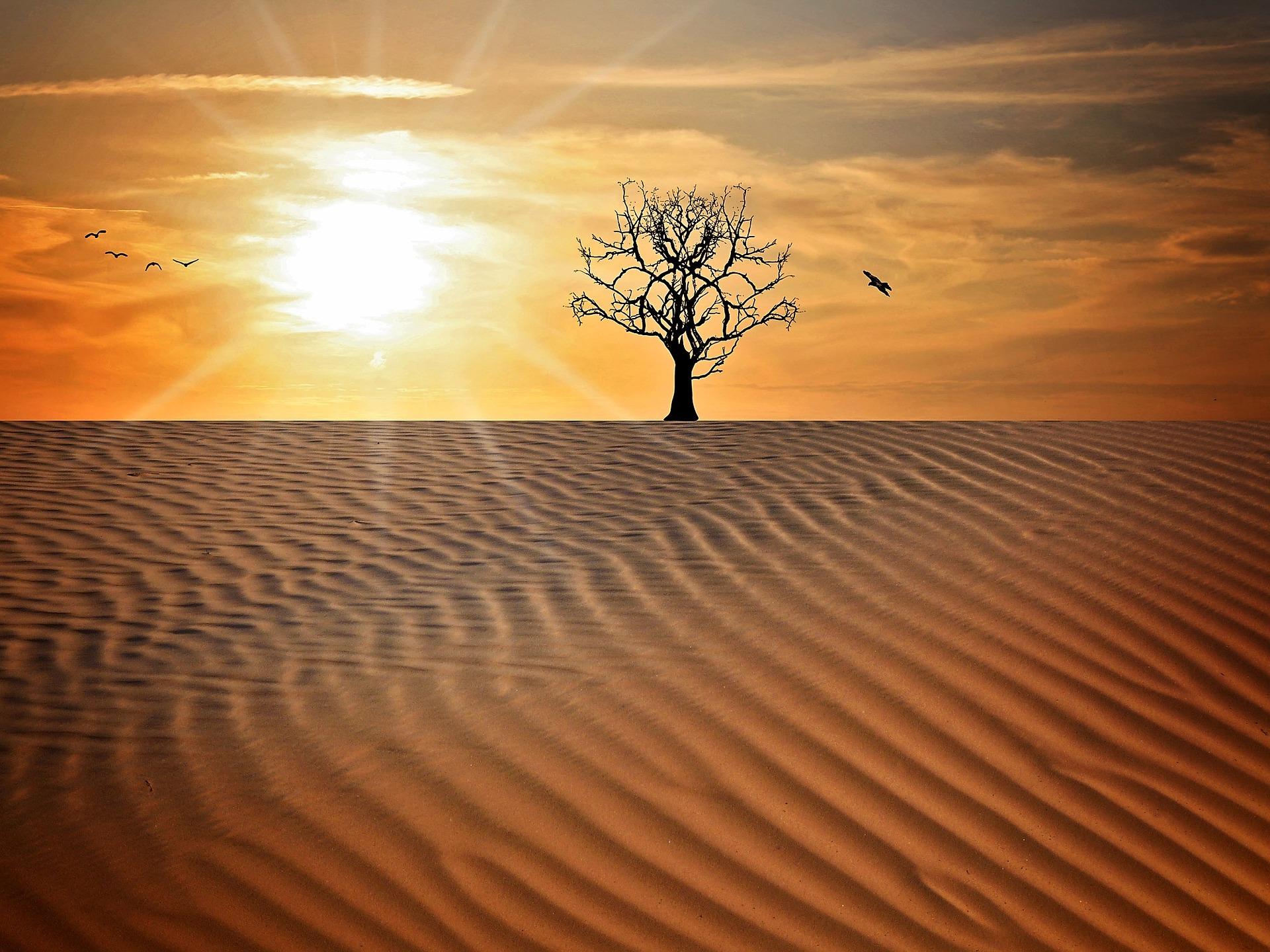 Onda de calor: alerta en más de 20 estados por temperaturas extremas
